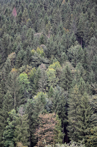 有许多绿树的山地森林的质地。从高角度查看
