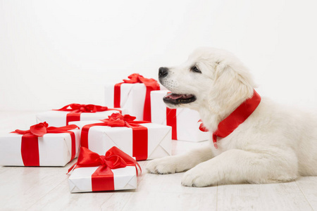 新年狗, 白色猎犬小狗和圣诞礼物盒, 节日动物