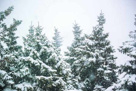 雪和冷杉树的图片