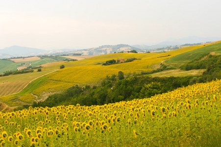 意大利   景观在向日葵的夏天