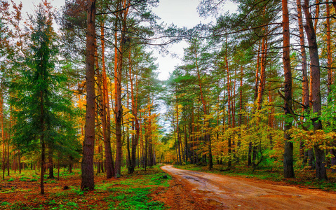 秋天的树林。在秋天的野生彩林。风景景观的秋天林地