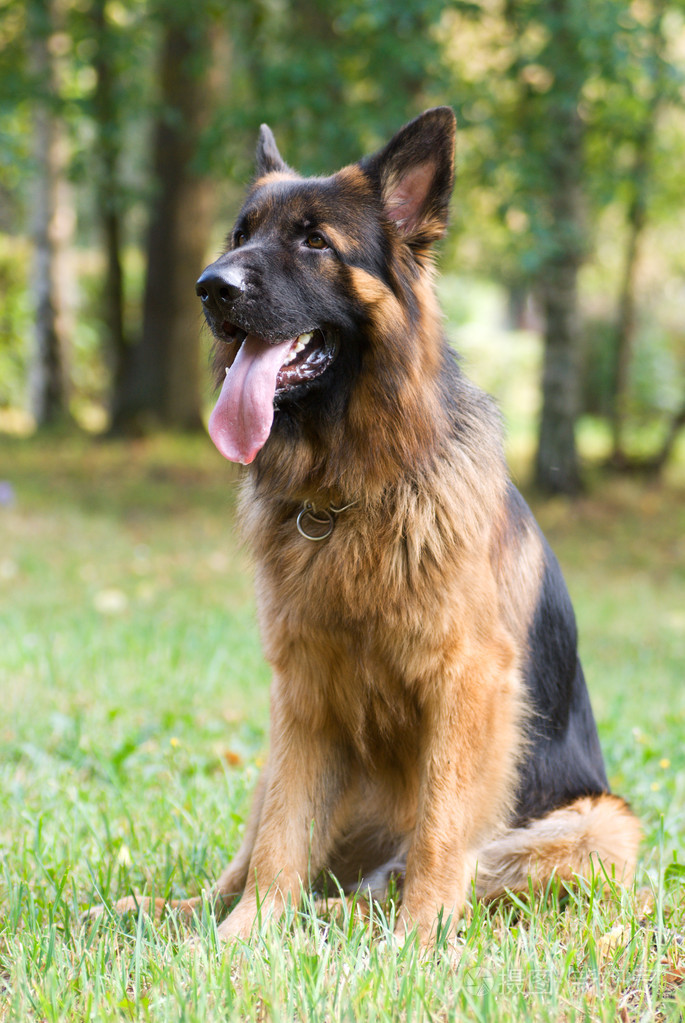 坐在草地上的狗的品种德国牧羊犬