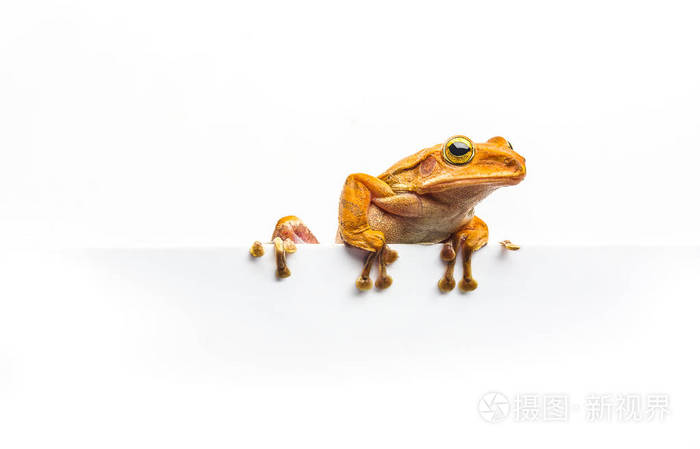 孤立在白色背景上的青蛙