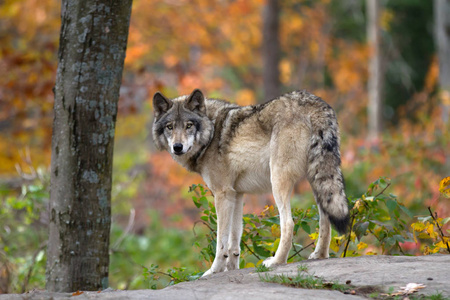 森林狼或灰狼 大犬狼疮 站在岩石的顶部回首在加拿大的秋季雨天