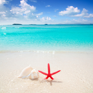 海星和热带海滩贝壳