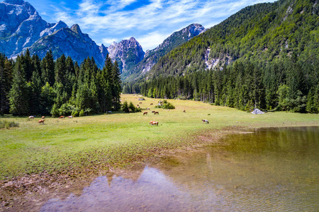 马匹在绿色的田野上吃草。湖 Lago di Fusine Superiore 意大利