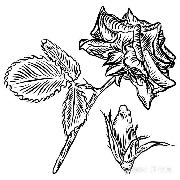 玫瑰手画套装, 春芽