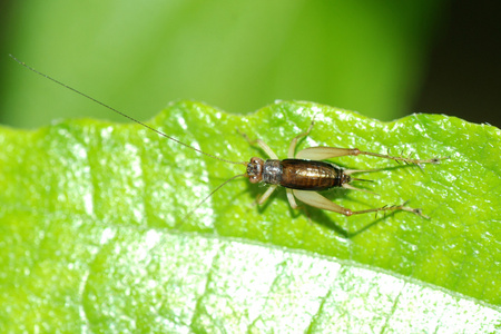 夏天小蟋蟀昆虫图片