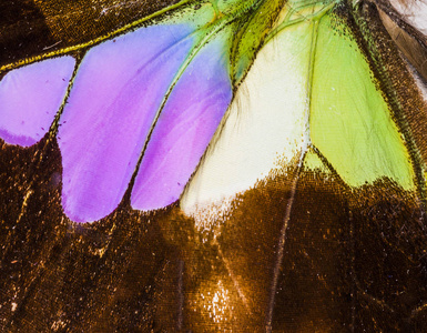 紫斑燕翅图片