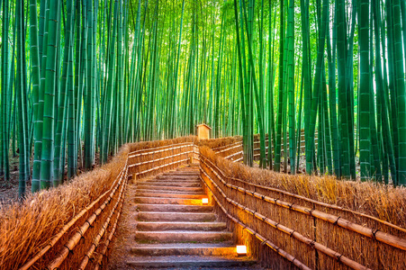 竹林在京都，日本