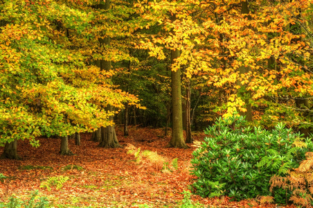 绚丽多彩的秋秋森林景观