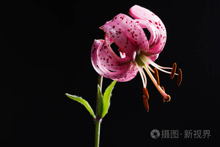 黑色背景百合花