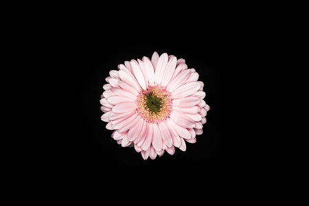 美丽的粉红色非洲菊的顶部视图孤立黑色
