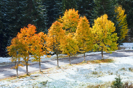 在山路附近的第一个冬雪和和秋天的树叶