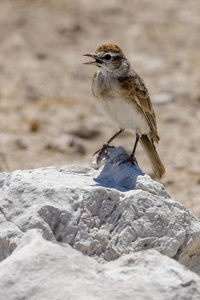 纳米比亚国家公园 Etosha 的红帽云雀