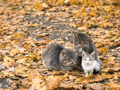 在凉爽的秋季天气里, 猫互相帮助取暖