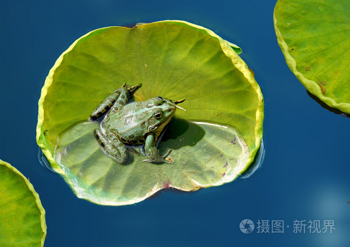青蛙躺在荷叶上