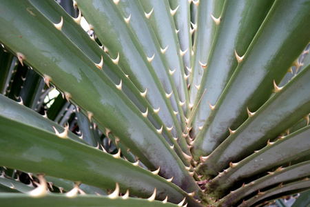 兜 odoratissimus 或螺杆松刺绿色植物