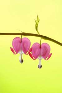 粉红 Dicentra 赤心花