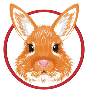 橙色兔子的面孔在路标图片