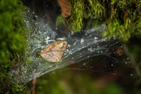 森林带雨点蜘蛛网