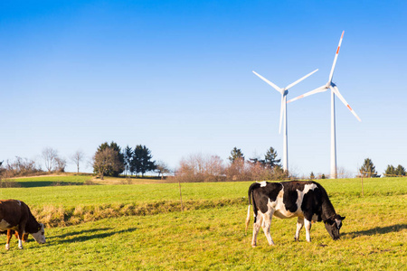 农村局域网的草地和风力涡轮机放牧奶牛