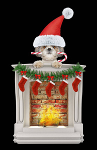 狗狗与圣诞糖果靠近壁炉。隔离在黑色