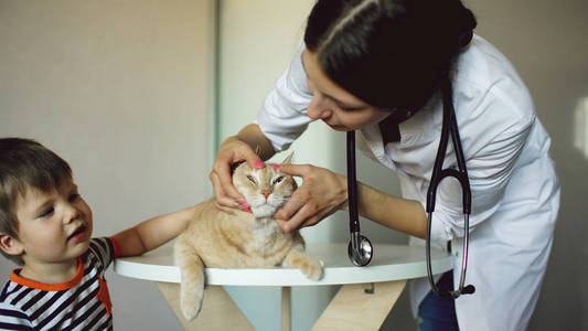 小男孩主人在医疗办公室的兽医女人检查猫