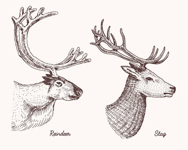驯鹿和猎鹿鹿矢量手绘制的插图，与鹿角或角复古看头侧面刻野生动物