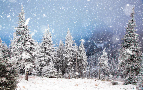 冬季仙境圣诞节背景与白雪皑皑的冷杉树