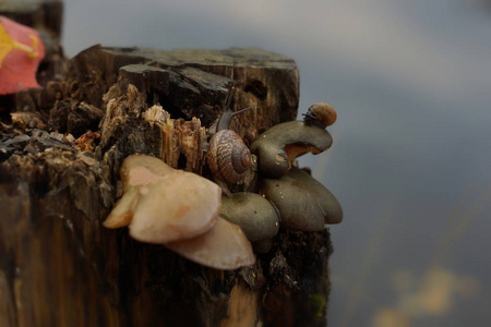 一只蜗牛坐在蘑菇在附近一个湖，一个树桩上秋天