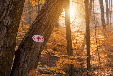 一个旅游标志, 在秋天的森林远足的足迹