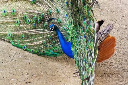 显示明亮多彩羽毛的美丽的印度蓝孔雀男