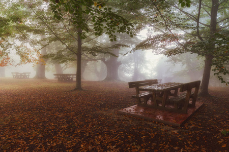 在秋天的迷雾森林野餐区