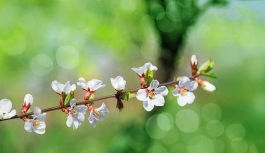 绿色背景的樱花树花