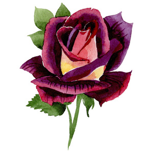 野花双色暗红色玫瑰花在水彩风格隔绝