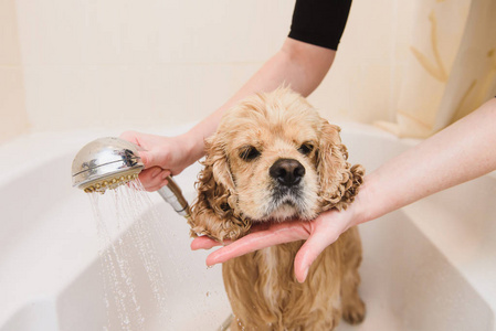狗在家里洗澡