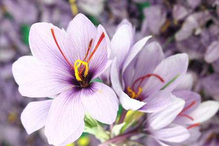 紫色美丽的藏红花西红花鲜花