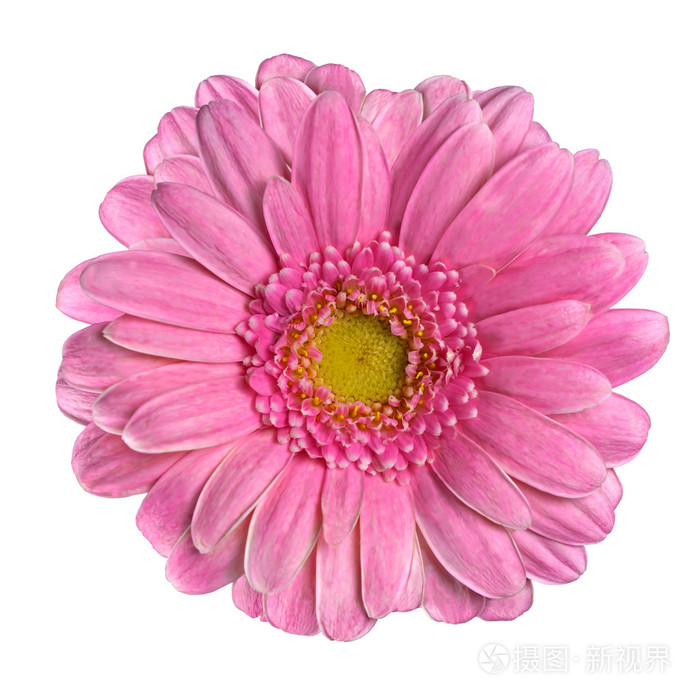 美丽的粉色非洲菊花卉上白色隔离
