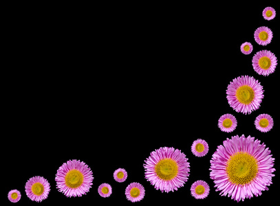 集团的紫色英语雏菊花隔离