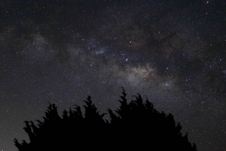 在美丽的银河，在夜晚的天空背景上的剪影布什