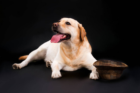 黄色拉布拉多猎犬和帽子