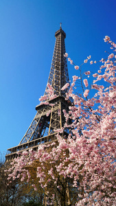 在春天 巴黎 法国的埃菲尔铁塔