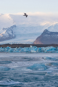 海鸥飞越 jokulsarlon 冰川礁湖