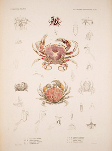 螃蟹的插图。发布信息 Philadelphia,18521855