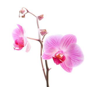 粉色条纹蝴蝶兰兰花上白色隔离