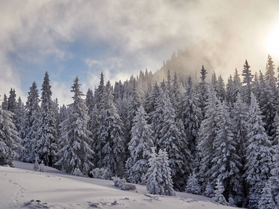 冬季景观与树木和山脉