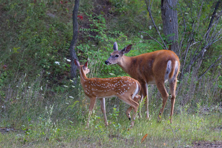 白尾鹿和母鹿在森林里漫步