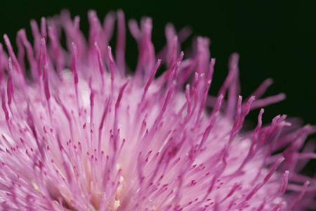 微距和细节拍摄的紫色花朵与长花瓣的性质。关门了色彩春番红花