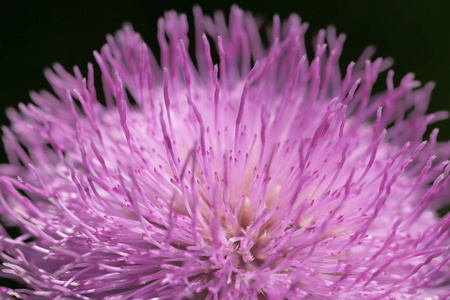 微距和细节拍摄的紫色花朵与长花瓣的性质。关门了色彩春番红花